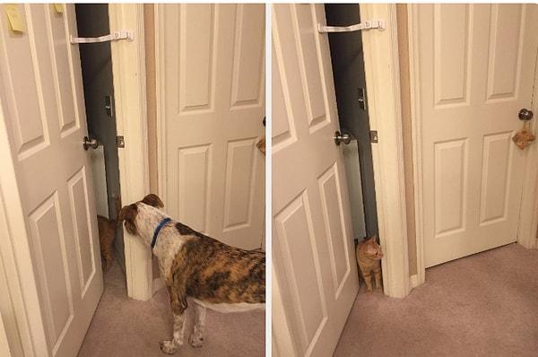 10. Bu kapı mandalı, kedinizin rahatlıkla içeri girebileceği ancak köpeğinizin ardından sıçrayamayacağı bir genişlikte düzenlenebilir.