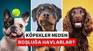 Evcil Köpeğinizin Durduk Yere Havlamasının Ardındaki Birbirinden İlginç Sebepler