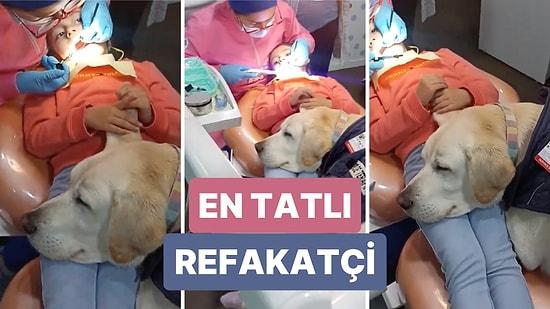 Dişçi Randevusu Sırasında İnsan Dostuna Refakat Ederek Stresini Azaltan Köpeğin O Anları İçinizi Isıtacak
