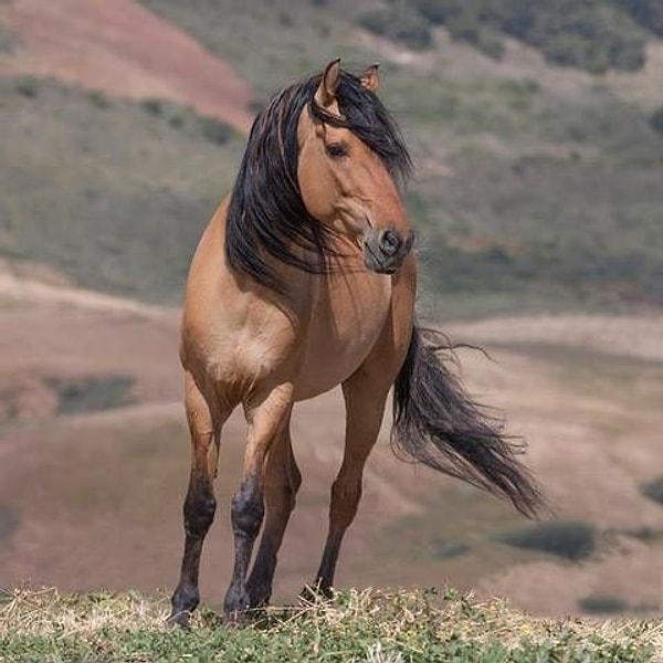 14. Mustang atlar Amerika'ya özgü değildir.