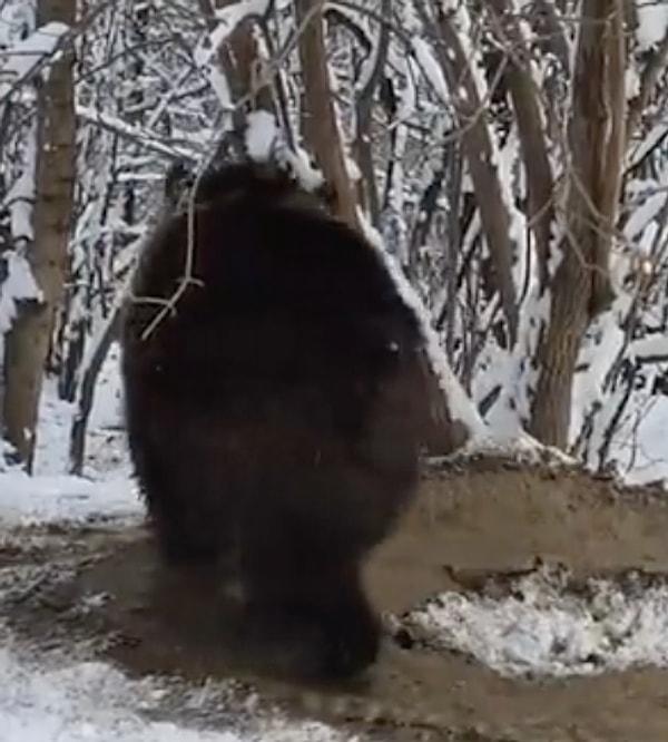 Romanya'da 20 yıl kadar hayvanat bahçesinde yaşadığı belirtilen ayı daha sonra doğaya salınmış ancak o hayali hapishanesinde yaşamaya devam ediyordu videoda.
