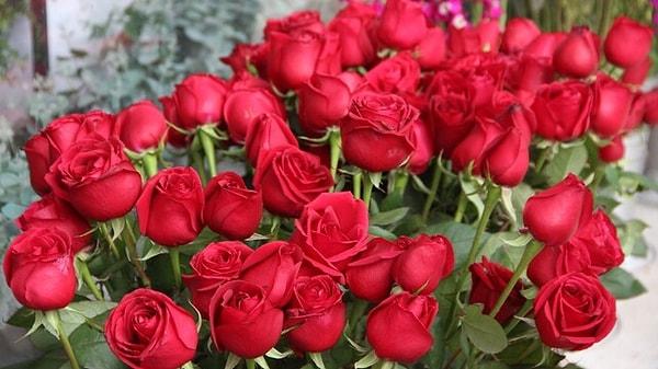 Sevgililer gününün yaklaşmasıyla artan gül fiyatları gündem oldu. Üretiminin yarısından fazlasının karşılandığı Antalya'da serada adet fiyatı 20 lira olan gül, çiçekçilerde 5 katına satılıyor.