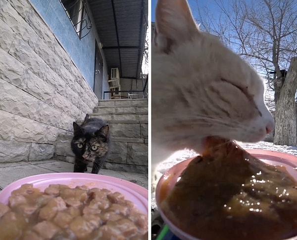 Bir sosyal medya kullanıcısı, uzaktan kumandalı arabası ile kedilere mama ikram etti.