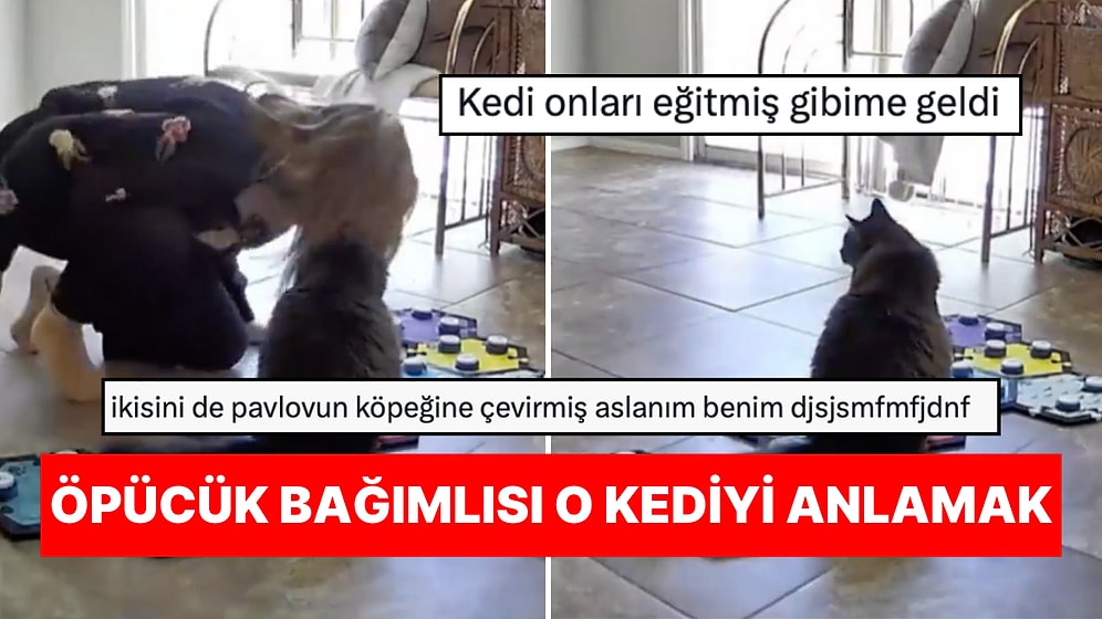 Sesli Panel Kullanmayı Öğrenen Kedinin Sürekli "Beni Öp" Butonuna Basması Size Bir Yerlerden Tanıdık Gelecek