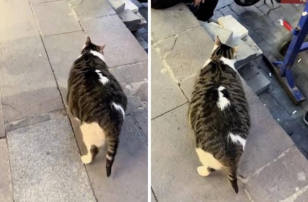 Beşiktaş halkı tarafından çok sevilen kedi, kalp krizi sebebiyle hayatını kaybetti.