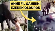 Anne Fil, Yavrusunu Kendisinden Ayıran Sahibini Ezerek Öldürdü!