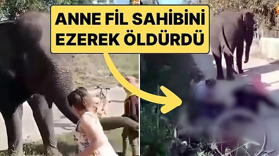 Anne Fil, Yavrusunu Kendisinden Ayıran Sahibini Ezerek Öldürdü!