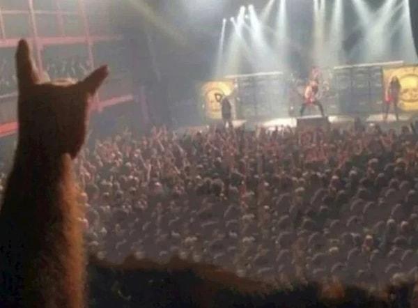 12. Konser izleyen kedi görmedim demezsiniz artık (!)