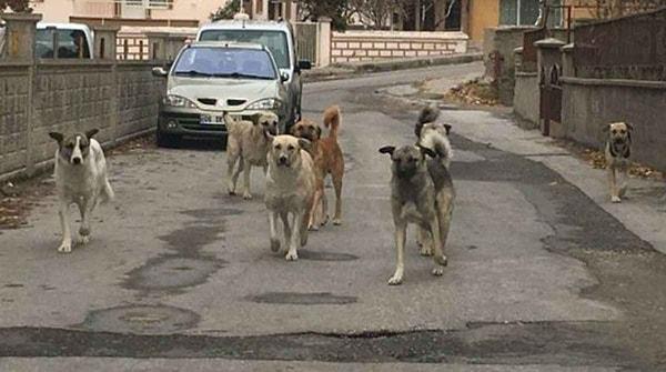 Prof. Dr. Alpak, İstanbul'da yaklaşık 400 bin başıboş  sokak köpeği bulunduğunu ve bu sorununu 300 veterinerlik fakültesi öğrencisiyle 5 yılda çözebileceğini söyledi.