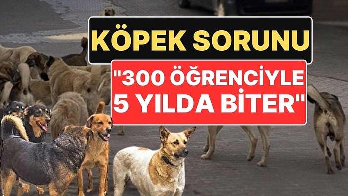 "İstanbul'un Köpek Sorunu 300 Veterinerlik Öğrencisiyle 5 Yılda Biter"
