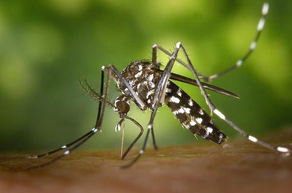 Ciltten salgılanan laktik asit, insanları sivrisinekler için hedef haline getiriyor. Sivrisineklerin diğer ikincil işaretleri algılama yetenekleri de bulunuyor.