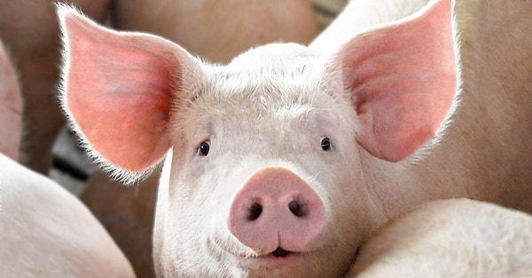 Pigs: Surprising Intelligence Behind the Snout