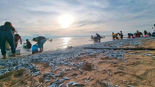 Filipinler'de milyonlarca balığın kıyıya vurduğu görüntüler izleyenleri hayrete düşürdü.