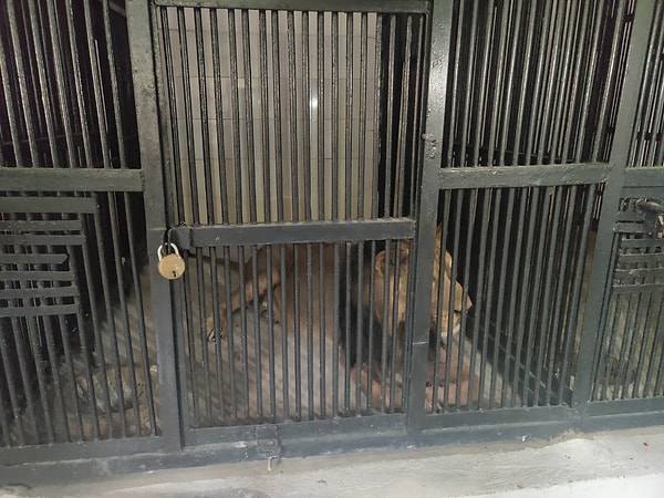 Dehşete düşüren haber Hindistan’dan geldi. 38 yaşındaki Prahlad Gujjar, Hindistan’ın Andhra Pradesh eyaletindeki hayvanat bahçesini ziyarete gittiği sırada selfin çekmek için Dongalpur isimli aslanın kafesine atladı.