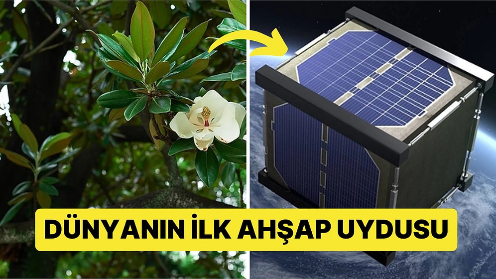 NASA ve Japonya'dan Sürdürülebilirlik Harikası Proje: Ağaçtan Yapılacak İlk Uydu Uzaya Fırlatılacak!