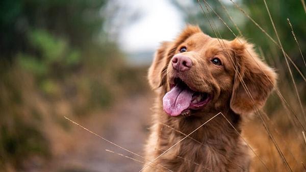Rarely, chronic barking could be a sign of cognitive issues.