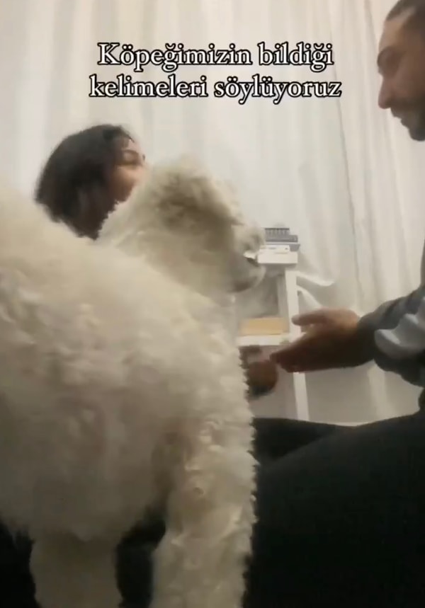 Bu akımı tatlı köpeklerinde deneyen ikili de gezmeye gitmekten, tasma takmaktan, yeni arkadaşlarla tanışmaktan bahsedince minik köpek yerinde zor durdu.