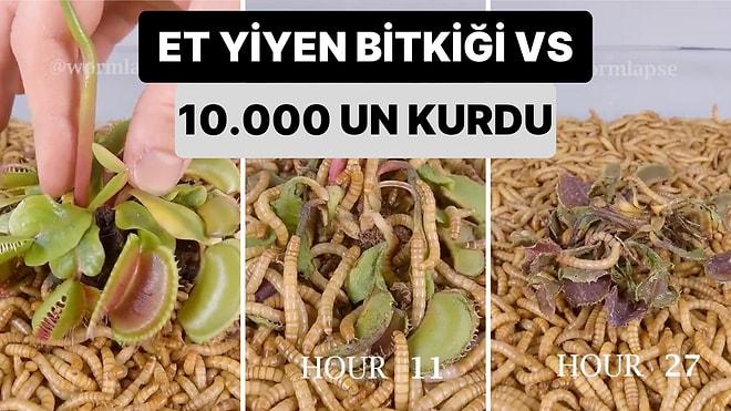 Un Kurdu ile İlginç Deneyler Yapan Bir Adam Et Yiyen Bitkiyi 10.000 Adet 'Un Kurdu'nun İçine Koydu