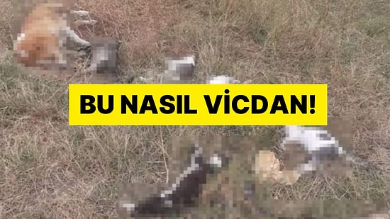 Bu Nasıl Vicdan! 14 Köpek Zehirli Ekmekle Öldürüldü