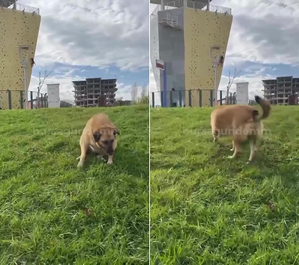 'Zabıta' kelimesini duyan köpek ise engelli taklidini bırakarak arkasına bakmadan kaçtı.