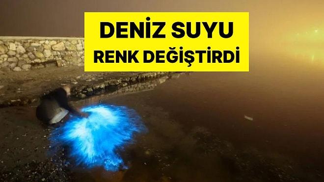 Marmara Denizi'nde Plankton Patlaması! Sahile Akın Ettiler: Denizin Rengi Değişti
