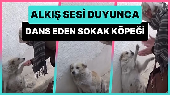 Mahallenin Maskotu Haline Gelen Çirkin İsimli Köpek, Alkış Sesi Duyunca Dans Etmeye Başlıyor