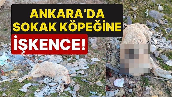 Ankara'da Sokak Köpeğine İşkence: Plastik Kelepçeyle Bağlı Halde Ölü Bulundu