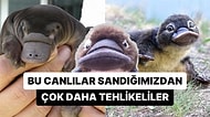 Avustralya'da Bir Ornitorenk Tarafından Sokulan Kadın, Zehrin Verdiği Acının 'Doğumdan Beter' Olduğunu Söyledi