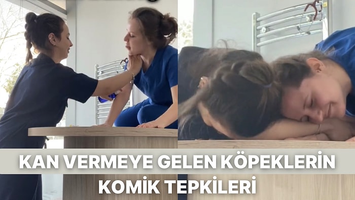 Kan Vermeye Gelen Köpeklerin Tepkilerini Derleyen Veteriner Hekimler Tespitleriyle Güldürdü