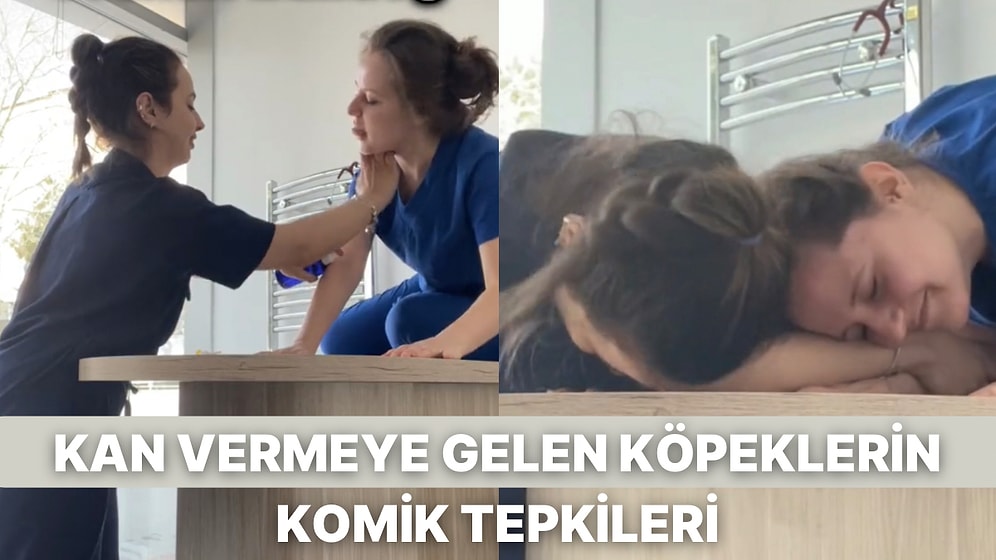 Kan Vermeye Gelen Köpeklerin Tepkilerini Derleyen Veteriner Hekimler Tespitleriyle Güldürdü