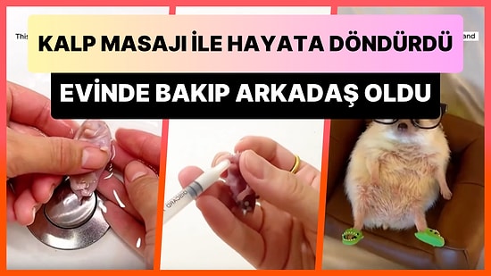 Kalp Masajı ile Hayata Döndürdüğü Kirpiyi Evinde Besleyerek Arkadaş Olan Kadının Paylaşımına Bayılacaksınız!