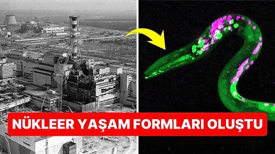 Nükleer Felaket Bölgesi Olan Çernobil Çevresinde Şaşırtıcı Bir Şekilde "Süper Solucanlar" Keşfedildi!