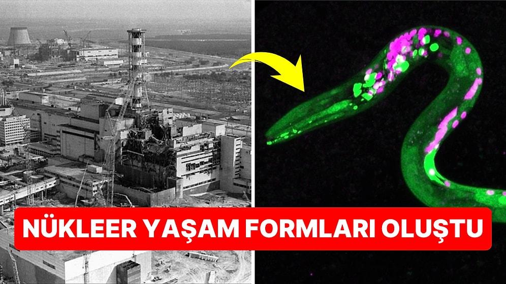 Nükleer Felaket Bölgesi Olan Çernobil Çevresinde Şaşırtıcı Bir Şekilde "Süper Solucanlar" Keşfedildi!