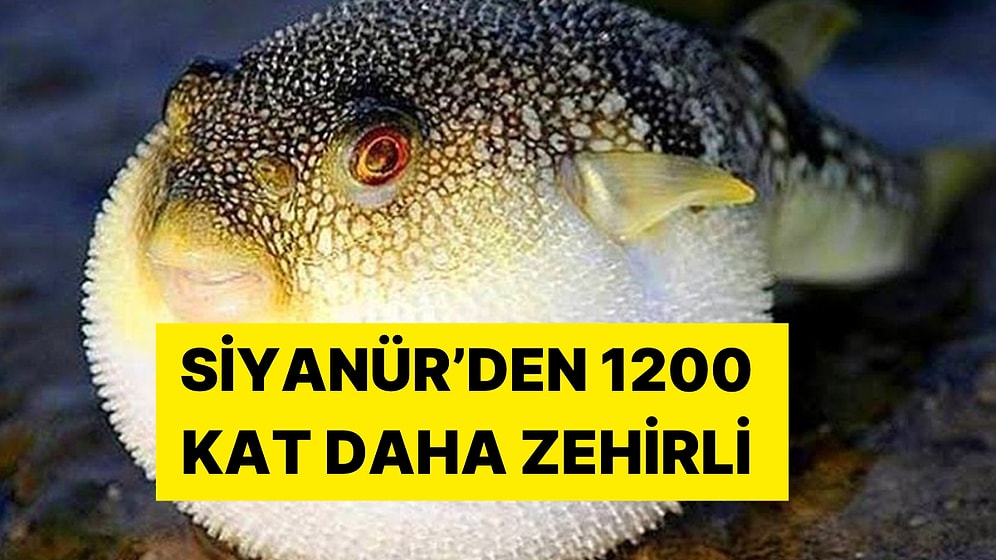 Hazırlıklar Tamam! Siyanürden 1200 Kat Etkili: Zehirli Balon Balığını Avlayanlara Tane Başı 25 TL