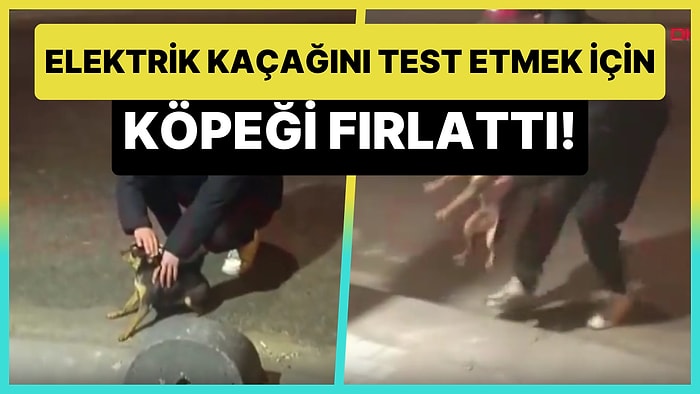 Aydınlatma Direğindeki Elektrik Kaçağını Test Etmek İçin Yavru Köpeği Kullanan Kişi Tepki Çekti!