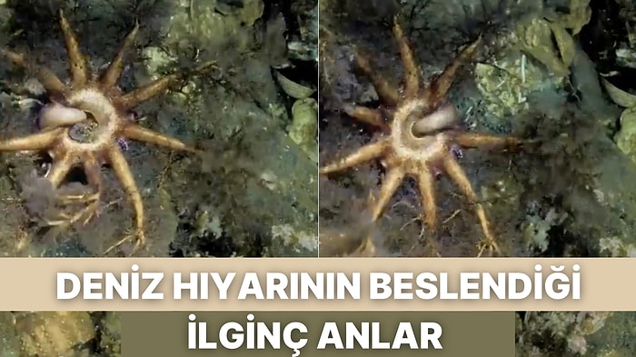Deniz Hıyarının Beslendiği İlginç Anlar Kayda Geçince Milyonlarca Kez İzlendi