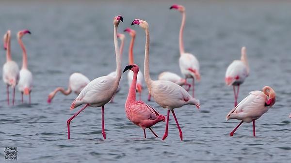 Flamingolar yavrularını beslemek için benzersiz bir yöntem olarak midelerinde kırmızı renkli bir süt üretirler.