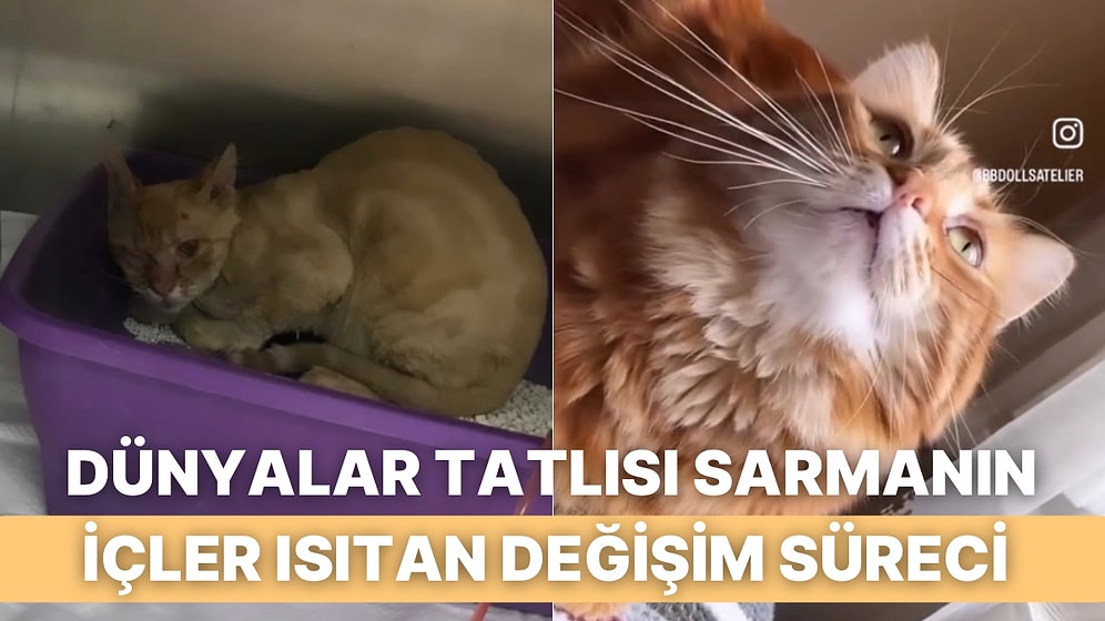 Çaresiz ve Çimentolarla Kaplı Bir Halde Bulunan Sarmanın Hayata Dönüş Hikayesine Kalbiniz Eriyecek