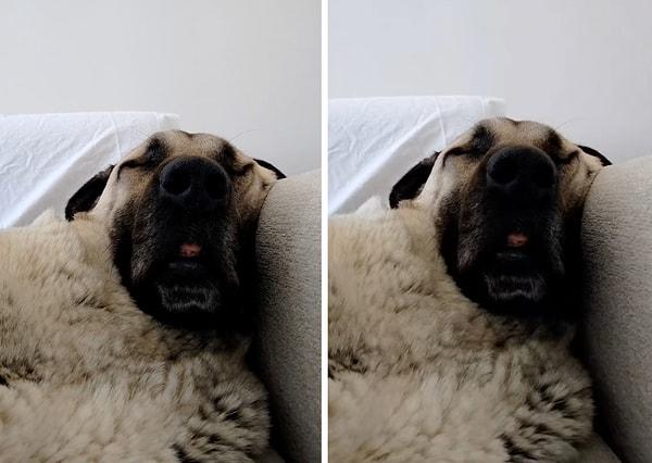 Bir sosyal medya kullanıcısı, kangal cinsi köpeğinin koltuğun köşesinde bir insan gibi uyuduğu anları paylaştı.