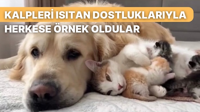 Kedi Dostunun Doğumundan Sonra Tüm Sevgisiyle Ona Destek Olan Golden Retriever Kalpleri Eritti