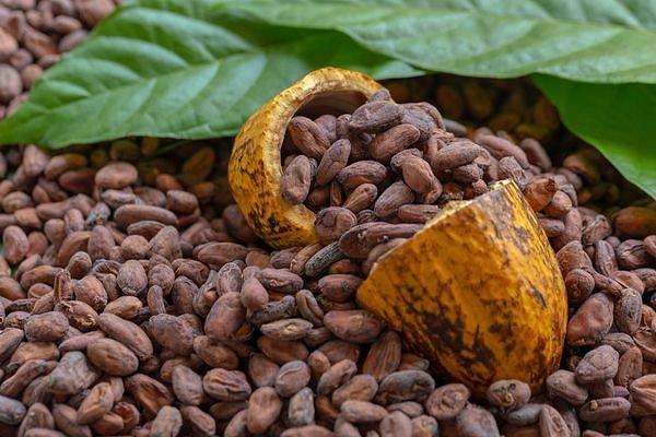 Son bir yılda fiyatı yüzde 236'dan fazla artan kakao fiyatları yılbaşından bu yana ikiye katlandı.