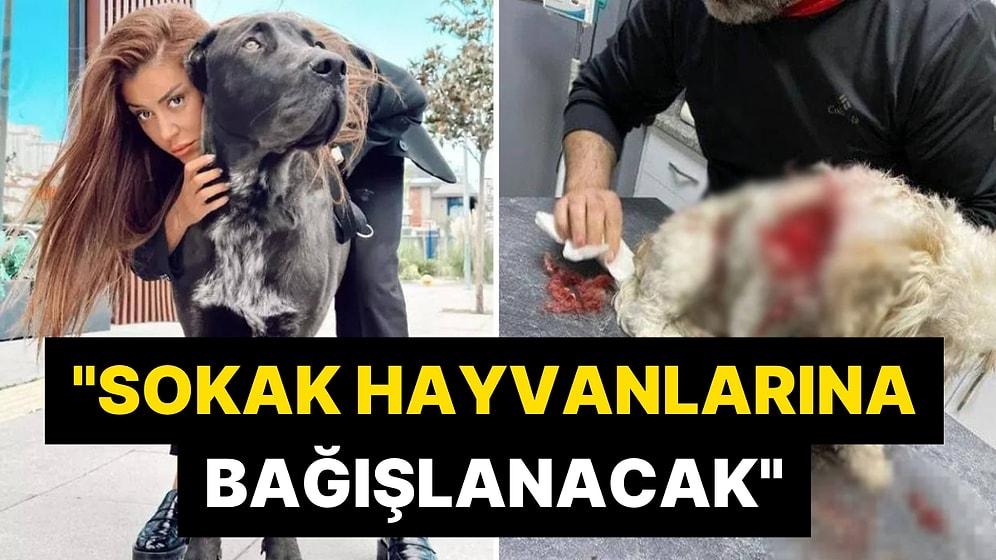 Banu Parlak'ın Köpeği, Yavru Bir Köpeği Öldürmüştü: 'Leo'nun Tazminatı Sokak Hayvanlarına Bağışlanacak'