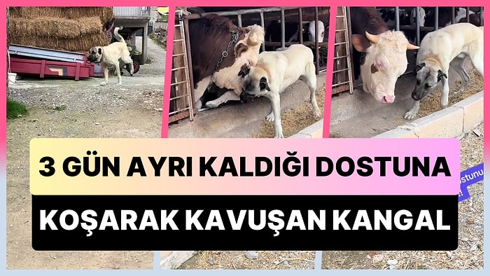 İnek Dostundan Ayrılınca Yemeden İçmeden Kesilen Kangalın 3 Günün Sonunda Dostuna Kavuştuğu Müthiş Anlar