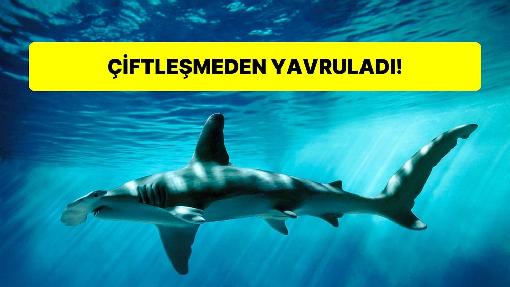 Keşfetmeye Hazır Olun: Çekiç Kafalı Köpekbalıkları Hakkında 12 Şaşırtıcı ve Heyecan Verici Gerçek