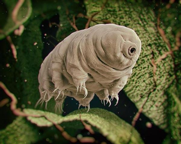 30. Ay'da tardigradlar yaşıyor olabilir!