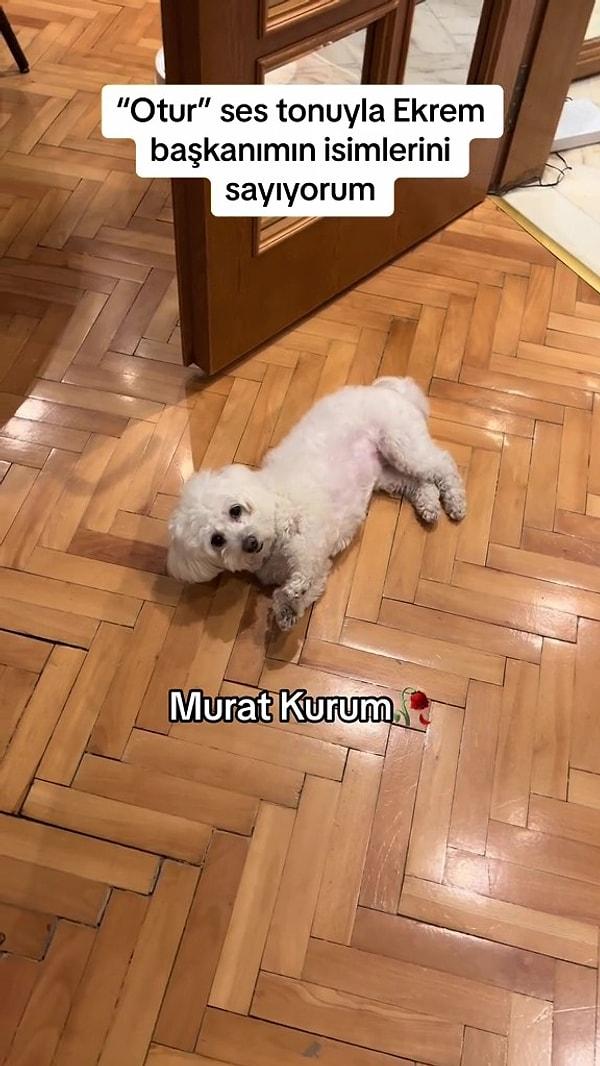 Ekrem İmamoğlu ismini duyunca saygı duruşuna geçen köpek ise Murat Kurum ismini duyunca bayılma numarası yaptı.
