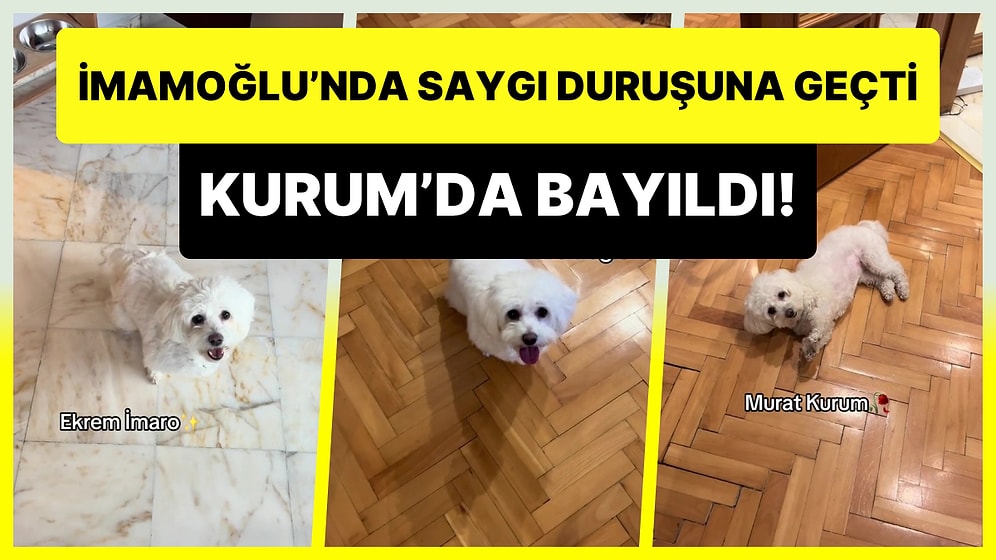Ekrem İmamoğlu Denince Saygı Duruşuna Geçip Murat Kurum Denince Bayılan Köpek Viral Oldu