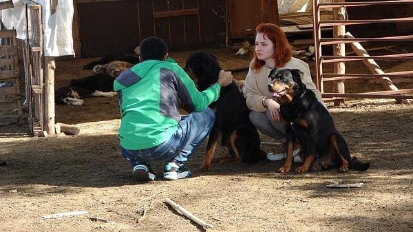 Rottweiler cinsi köpekler Tarım İlçe Müdürlüğü ekiplerinin incelemelerinin ardından barınağa gönderildi.