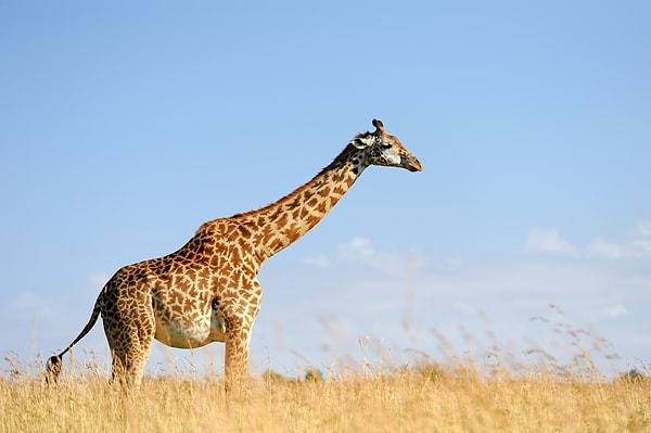 18. Zürafaların yiyecek ararken onları sert Afrika güneşinden koruyan koyu mavi veya morumsu dilleri vardır