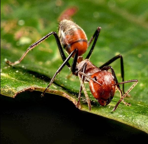 4. Harakiri yapan karınca: Colobopsis saundersi.